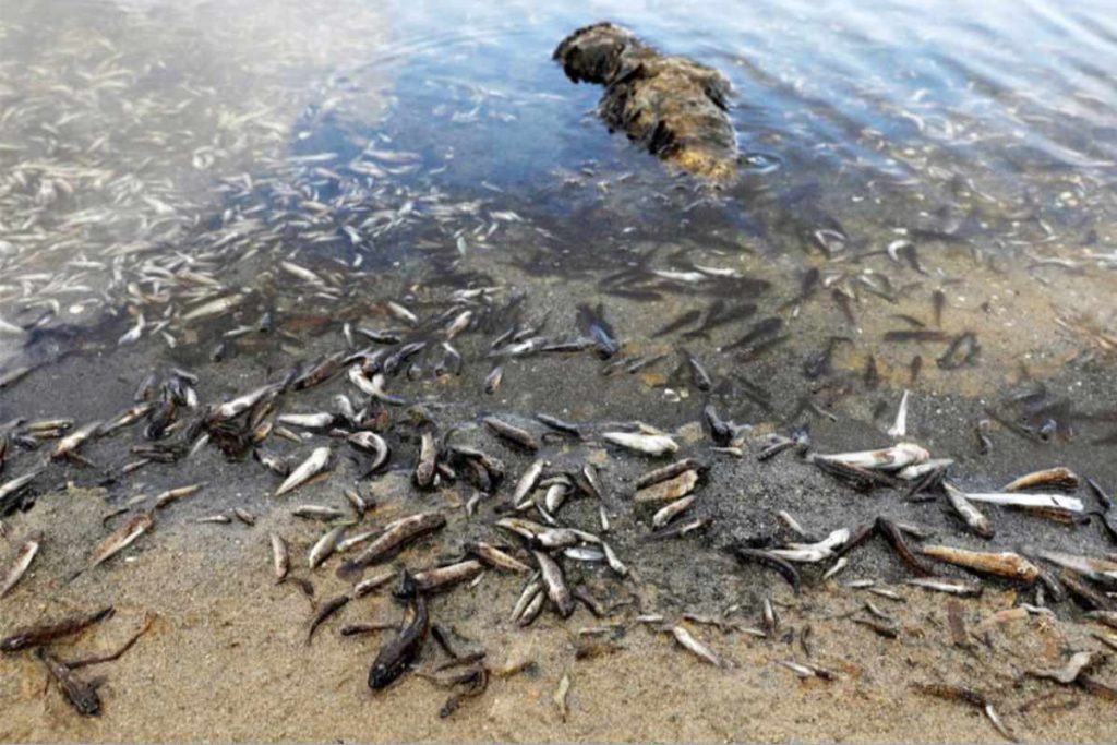 Dead fish in karachi ports and the need to sustainable ports